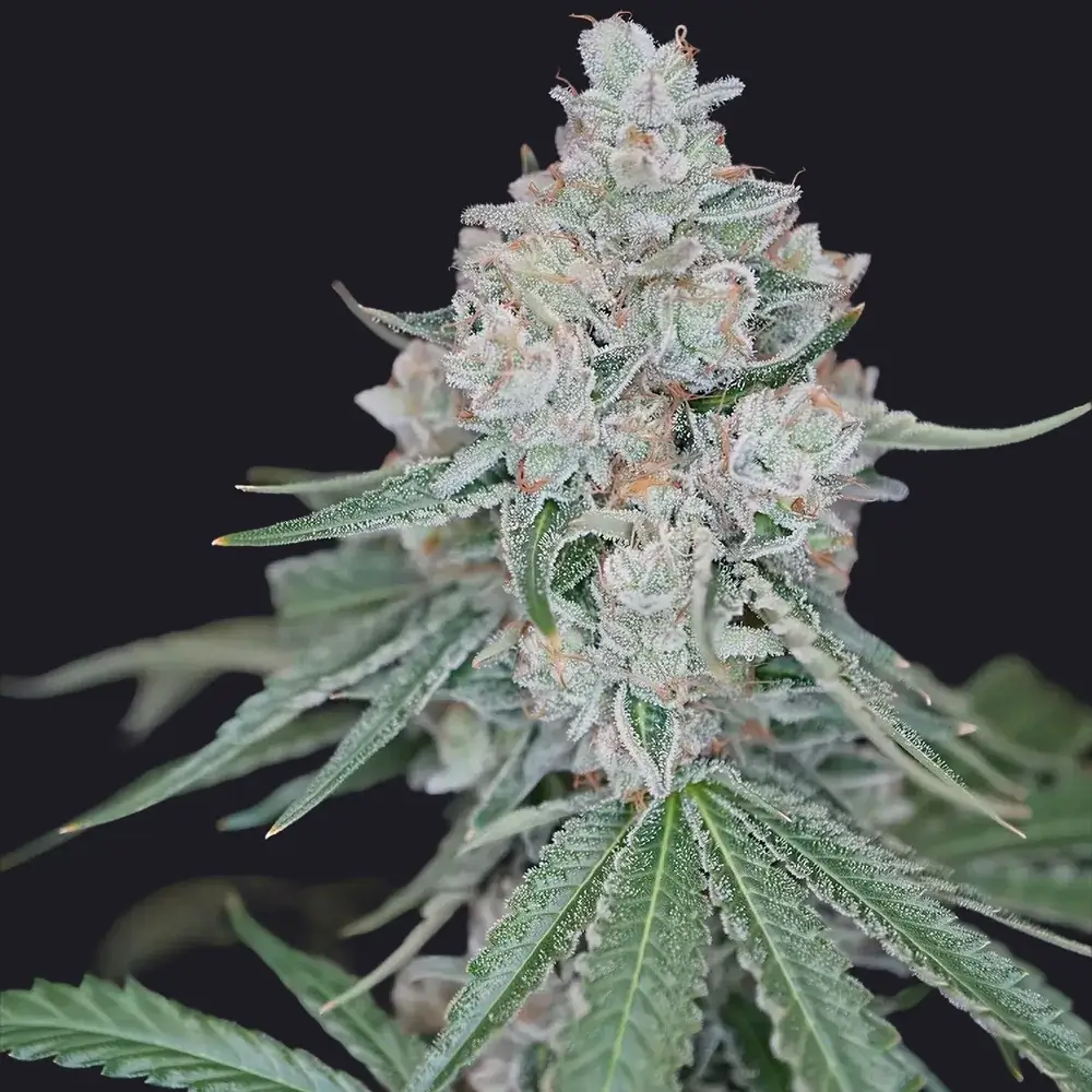 Apple Jack cannabis flower