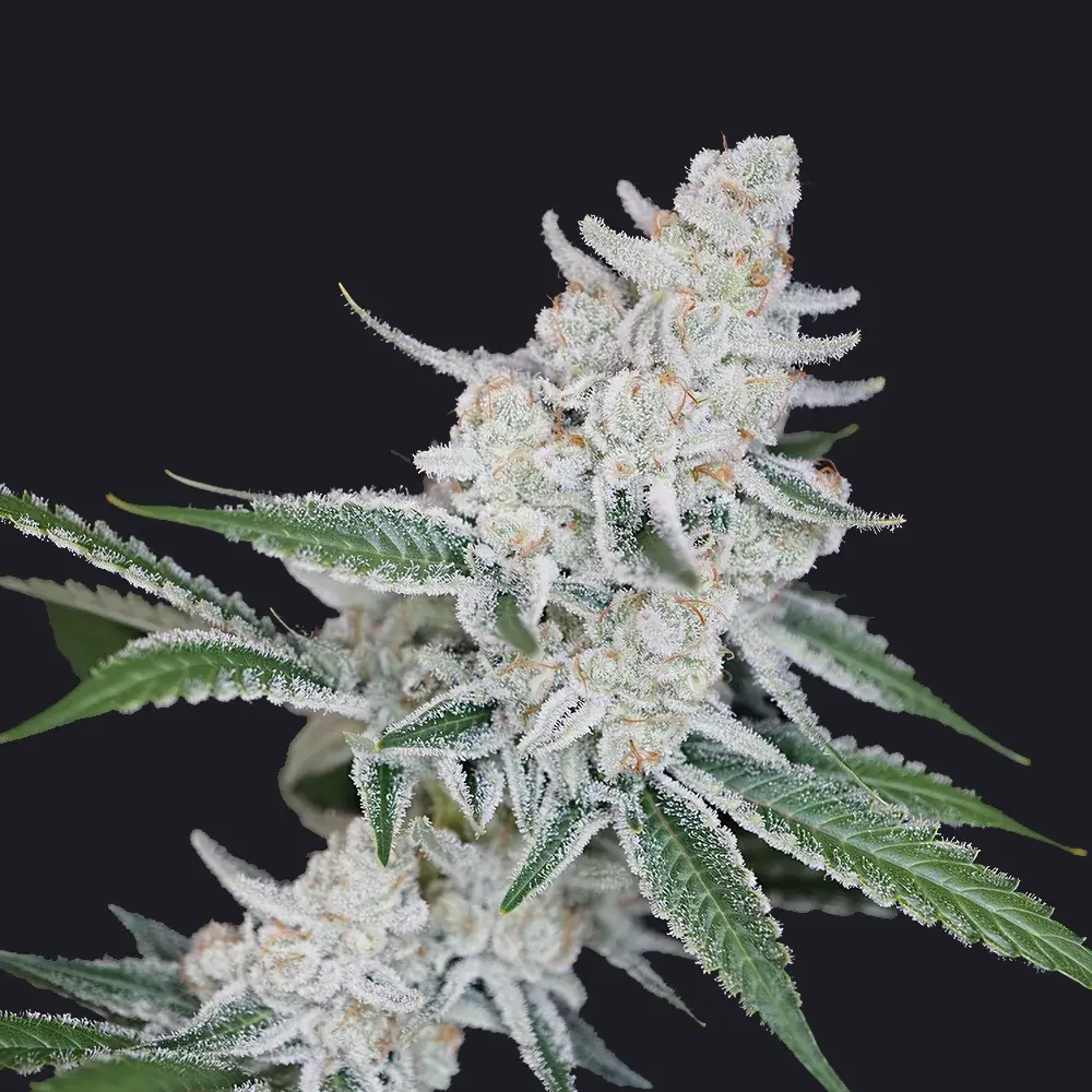 Emperor’s Cut cannabis flower
