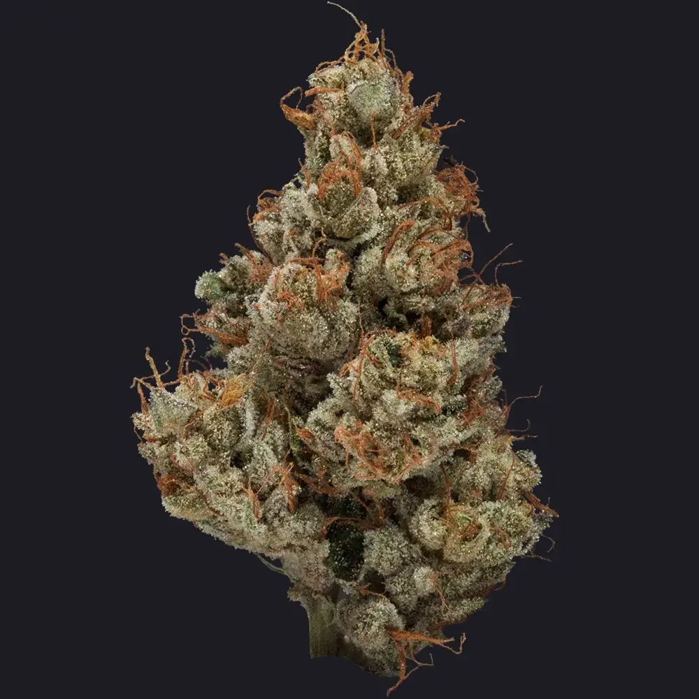 Master Jack cannabis flower