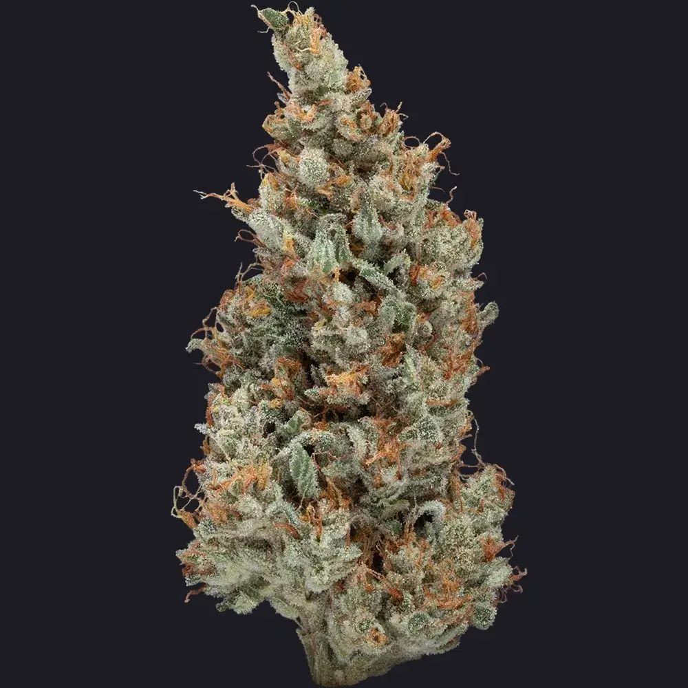 Sweet & Sour Jack cannabis flower
