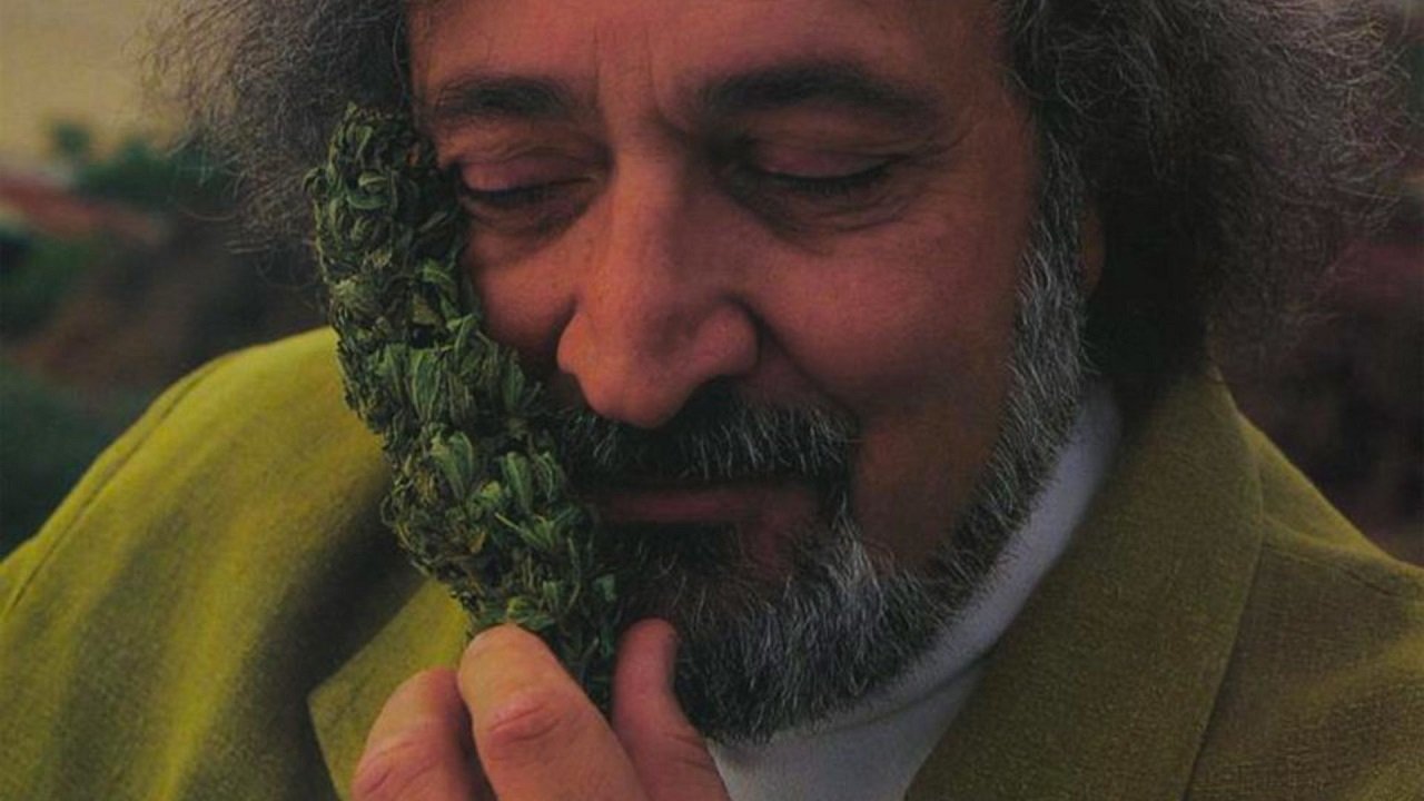 Jack Herer with a cannabis flower